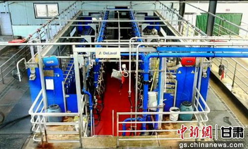 稅務合規護航，技術研發驅動 中國奶綿羊產業的奮蹄前行之路